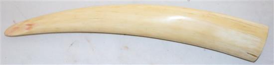 A 19th century walrus ivory cribbage board, 15.5in.